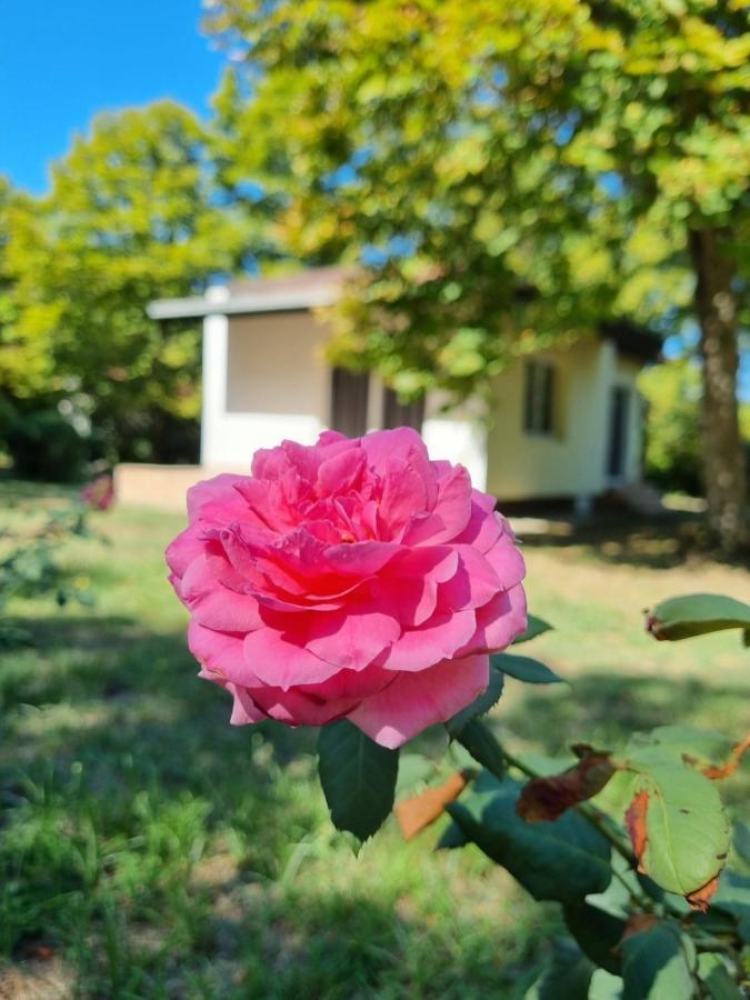 Fuk-Tak'S Bungalow Dojran Exteriér fotografie